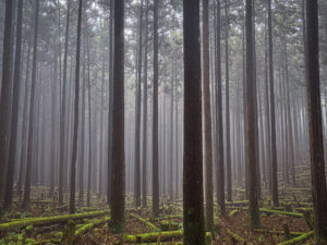 Kumano Kodo matkarada